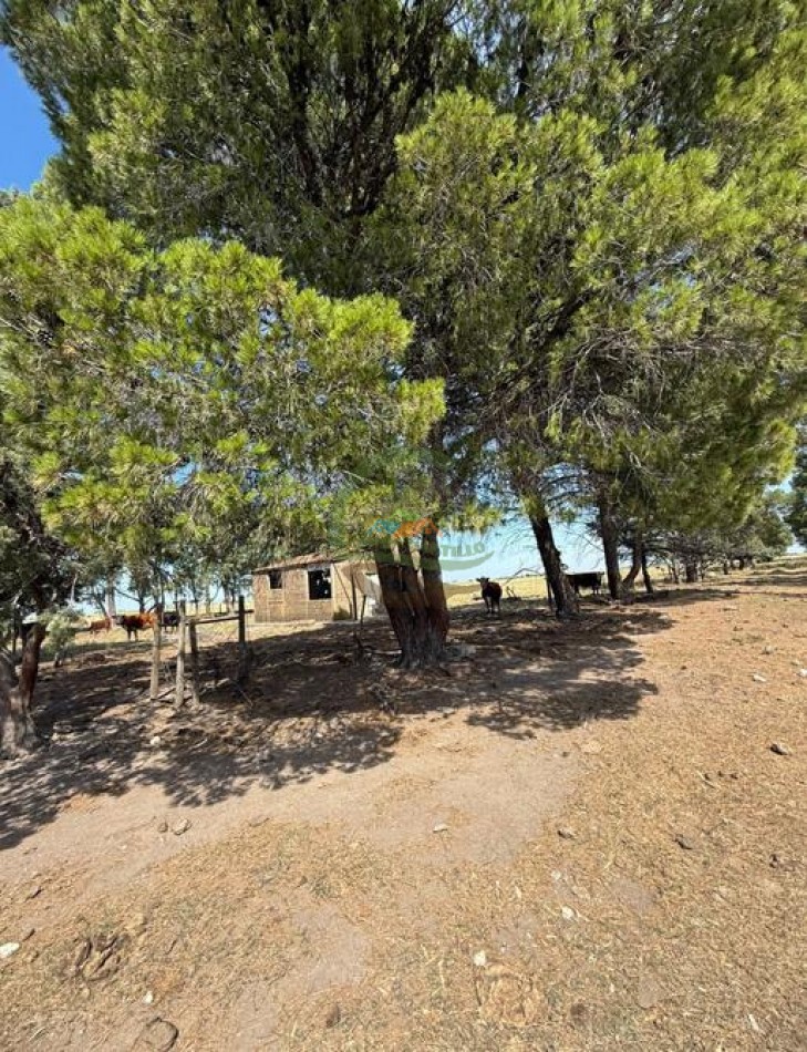200 Ha Ganadero - Villa Iris - Buenos Aires