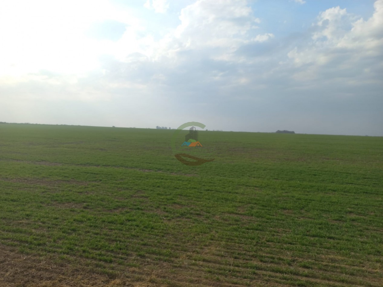 709 Ha Agricolas - San Justo - Santa Fe