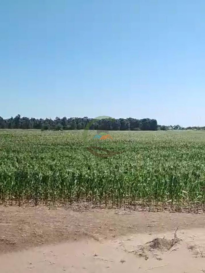 70 ha Agricolas - daireaux