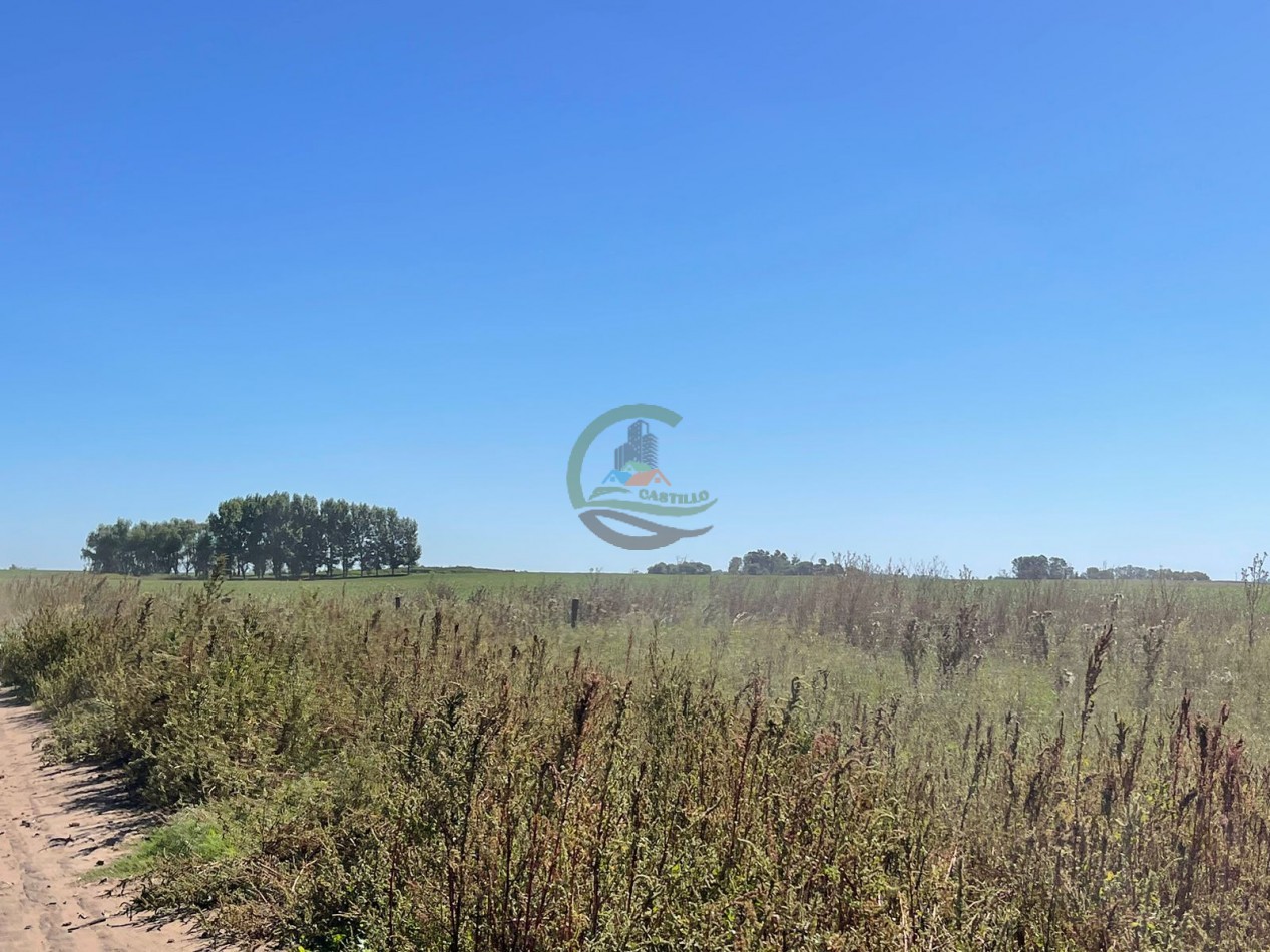 265 HA Agricolas - Saladillo