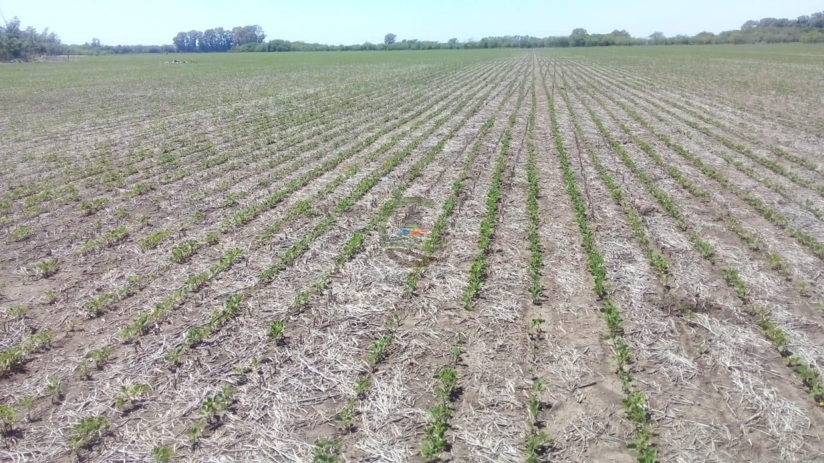 56 ha Agricola - Suipacha