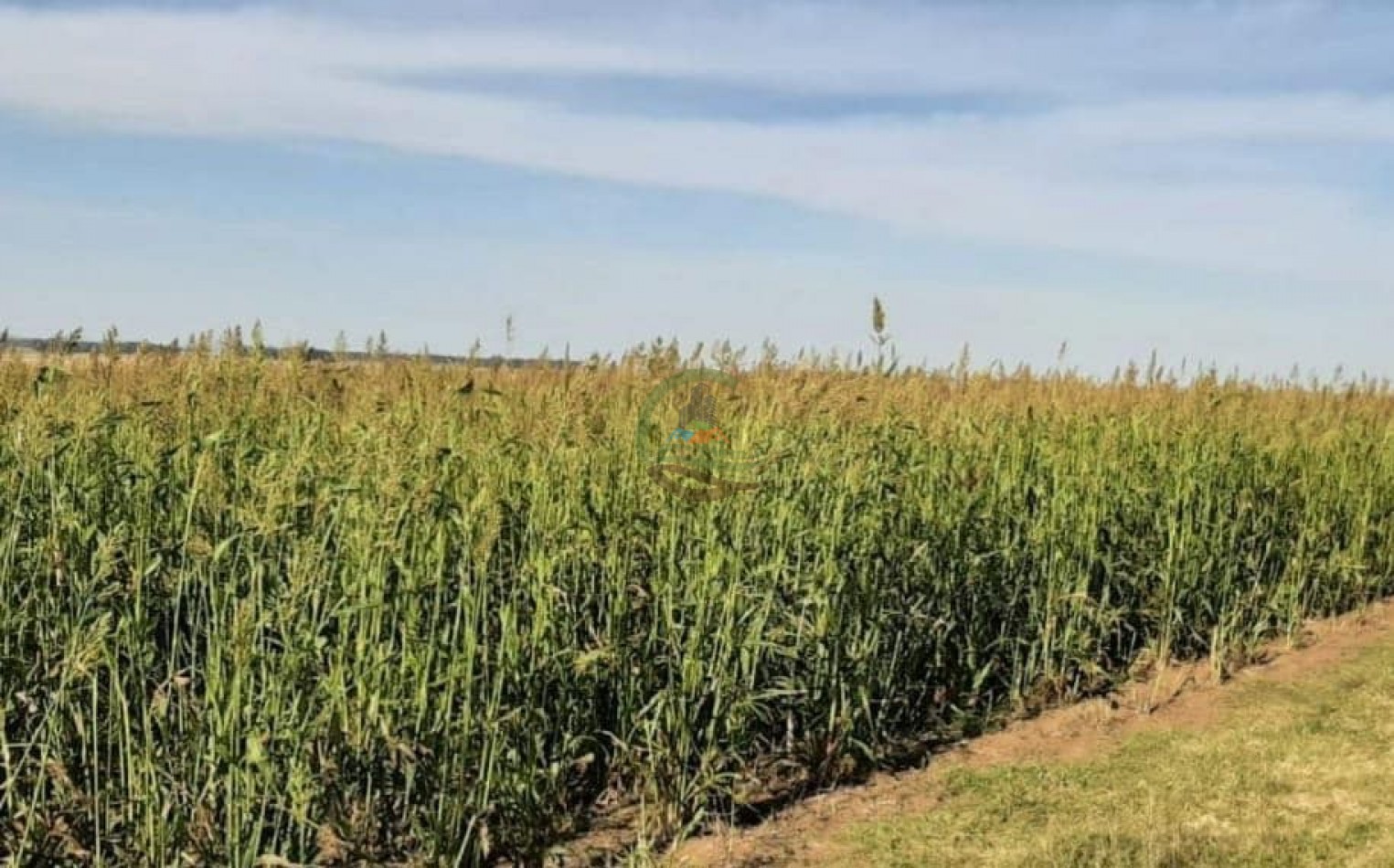 360 ha Mixtas - Tornquist