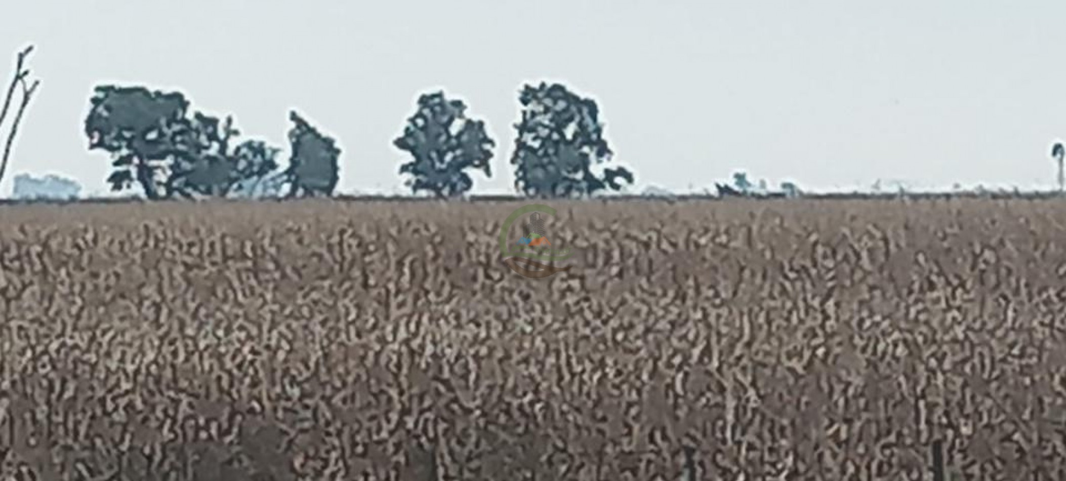 180 Ha Agricolas - Hale - Bolivar