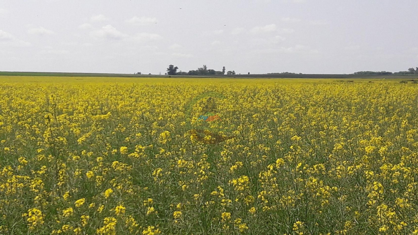 575 Ha Agricolas - Victoria - Entre Rios