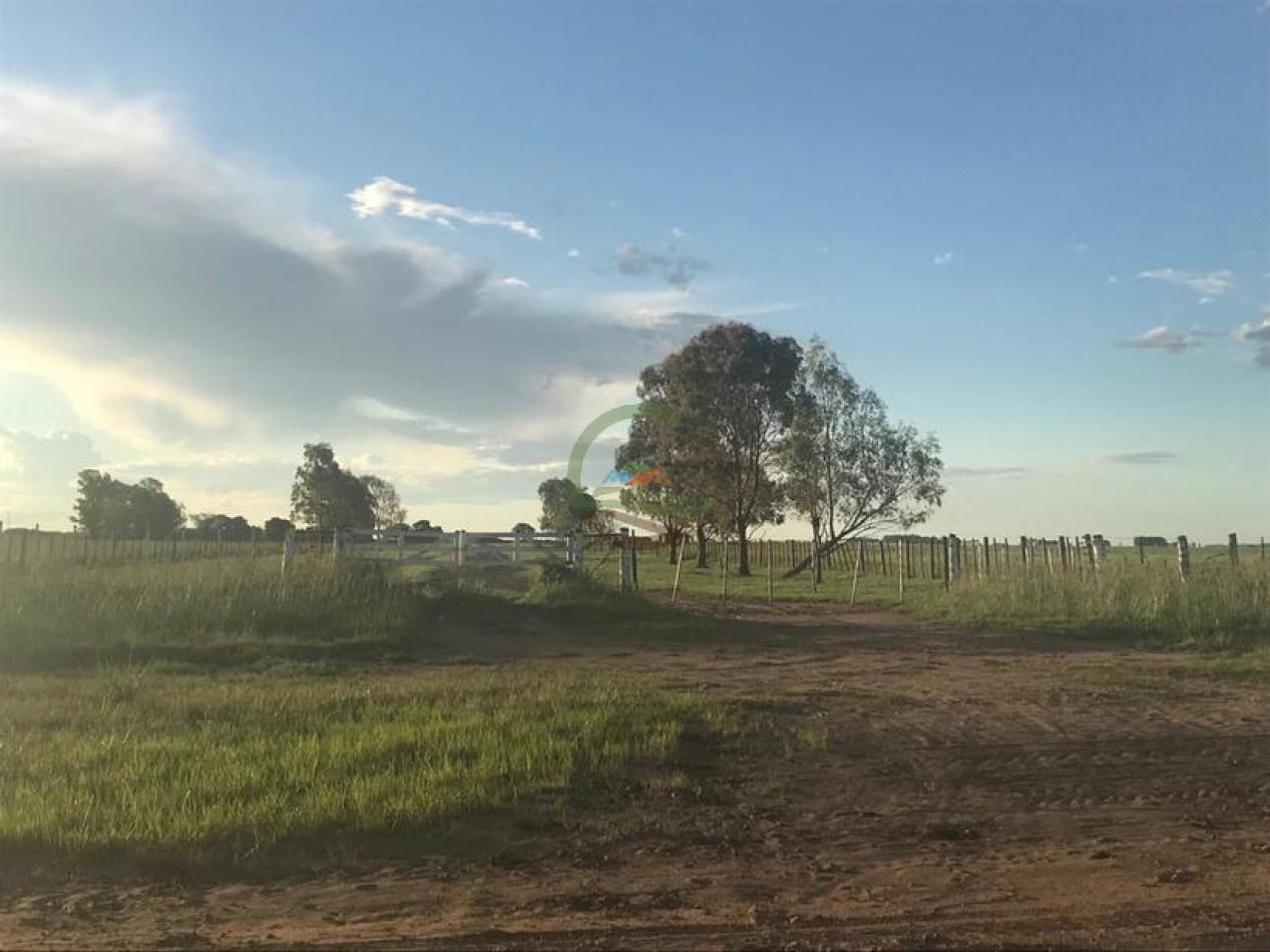 875 Ha Mixto - Carlos Tejedor
