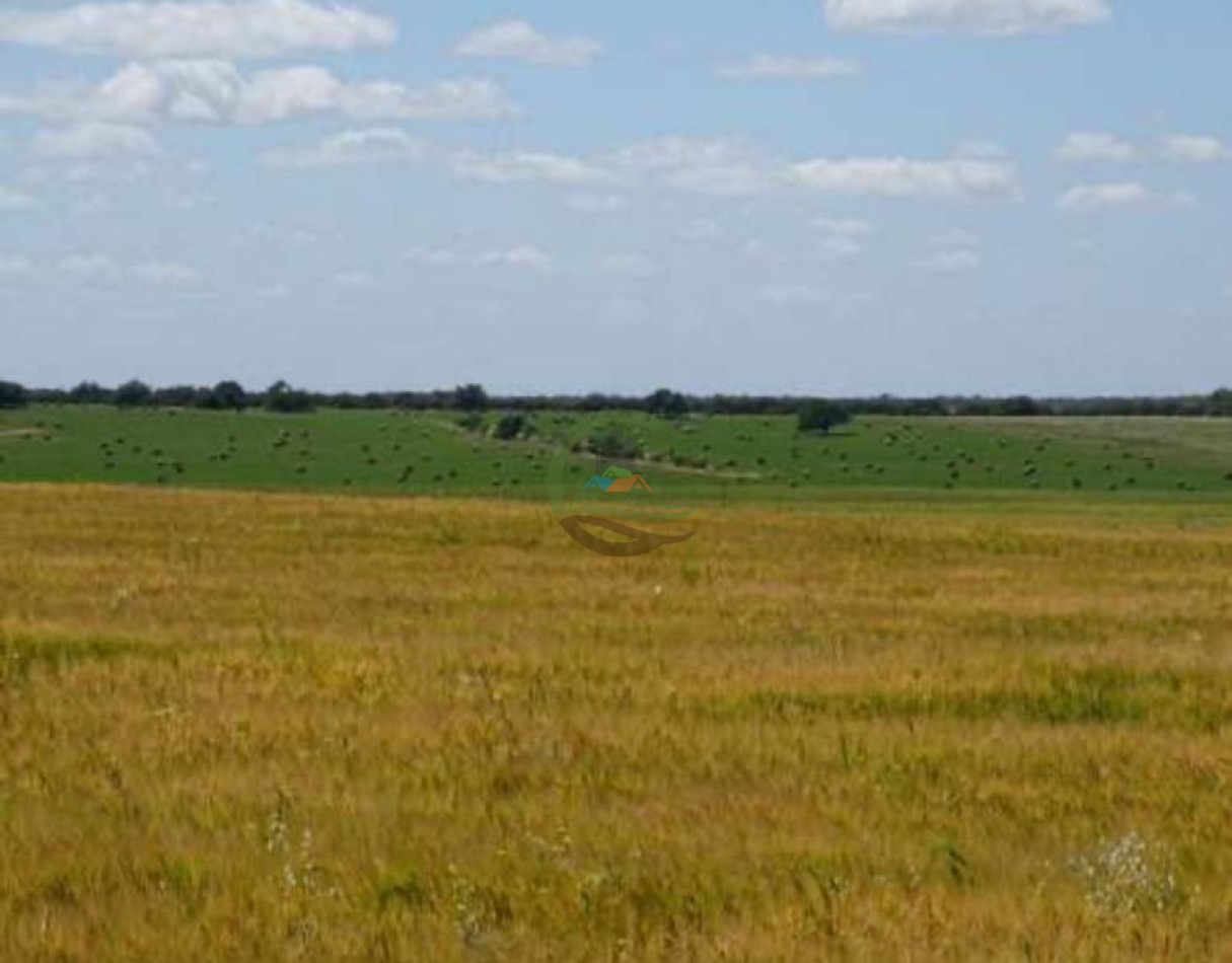 5000 Ha Ganadero - Conhelo - La Pampa