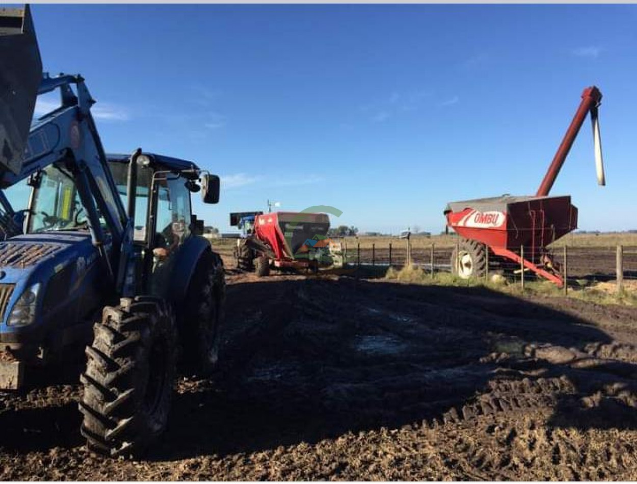 200 ha MIxtas . Tapalque 