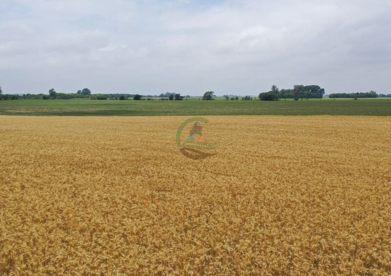 118 Ha Agricolas - Irala - Bragado
