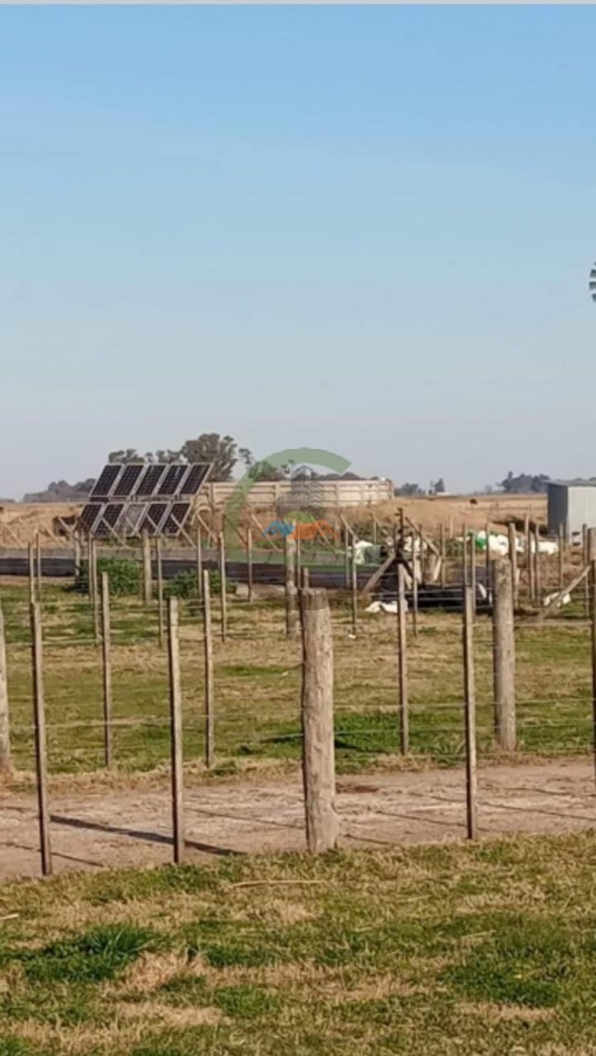 200 ha MIxtas . Tapalque 