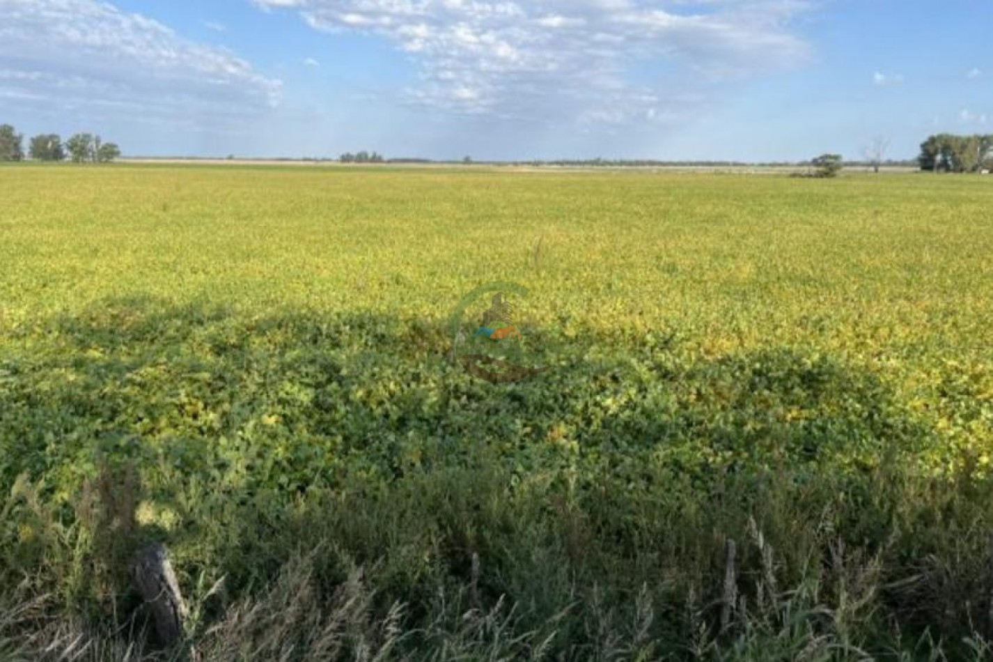 120 ha Mixto - Daireaux