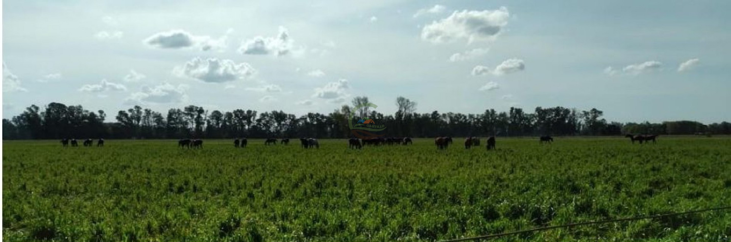 975 Ha Agricolas - San Antonio de Areco