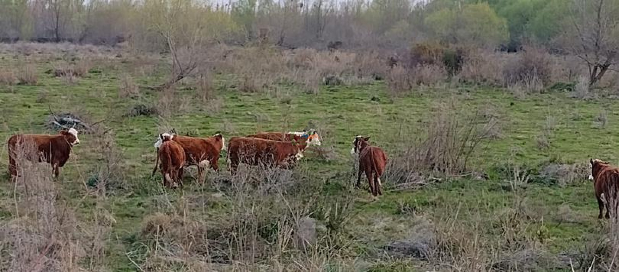 1577 Ha  Ganadero - Gualeguaychu - Entre Rios