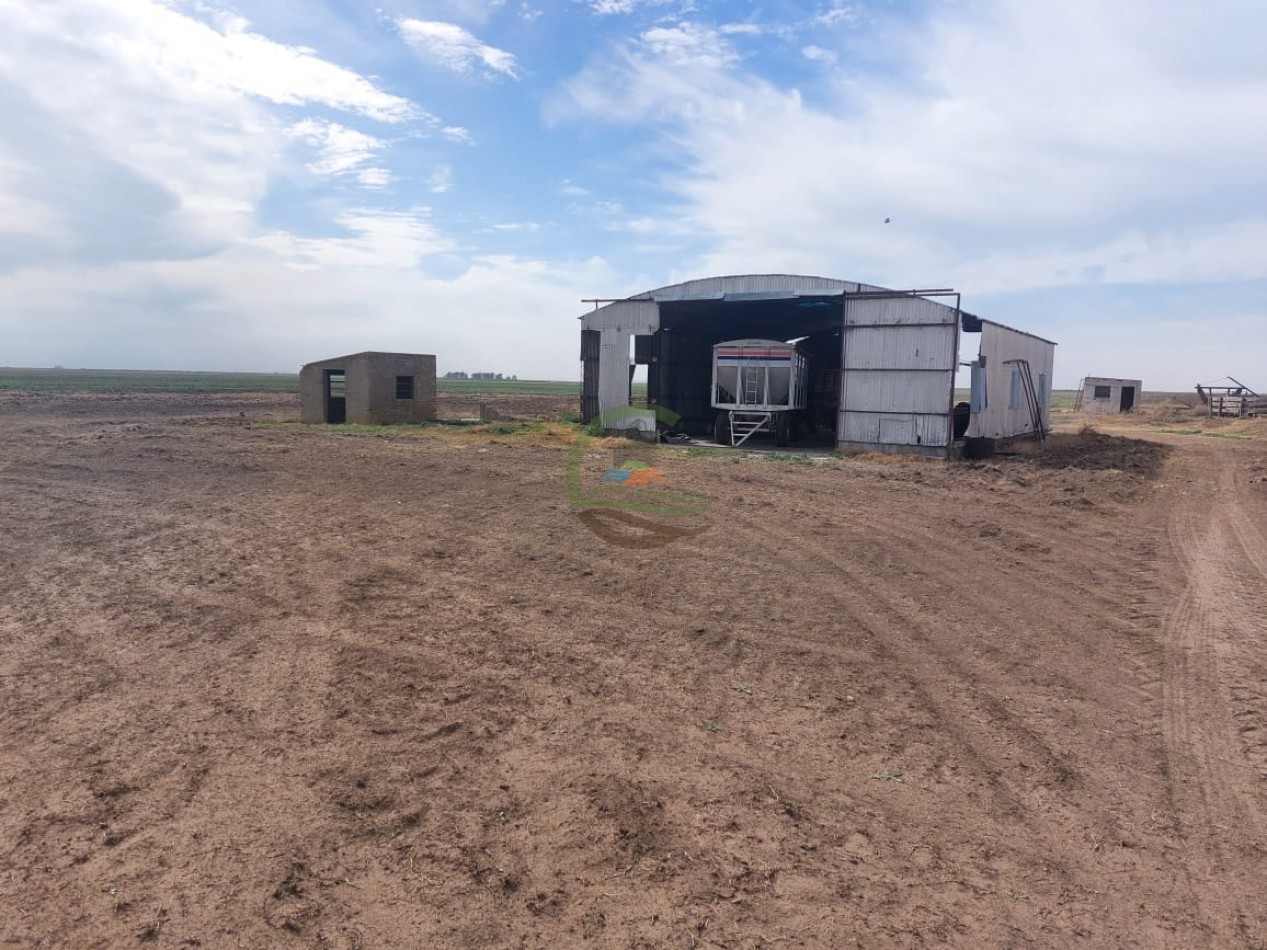 800 Ha Agricolas - Rufino - Santa Fe