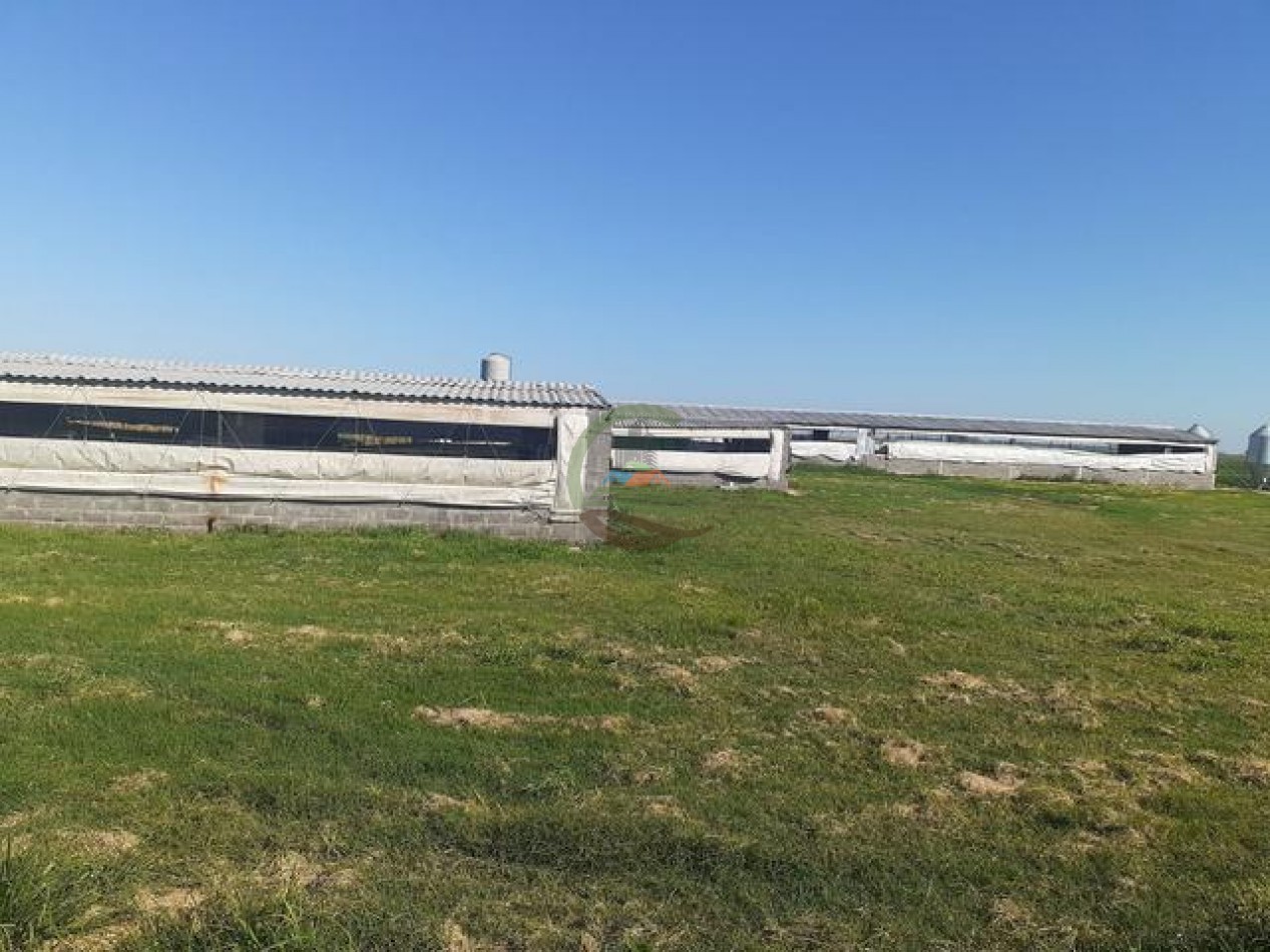 95 Ha Granja de Cerdos - Trenque Lauquen