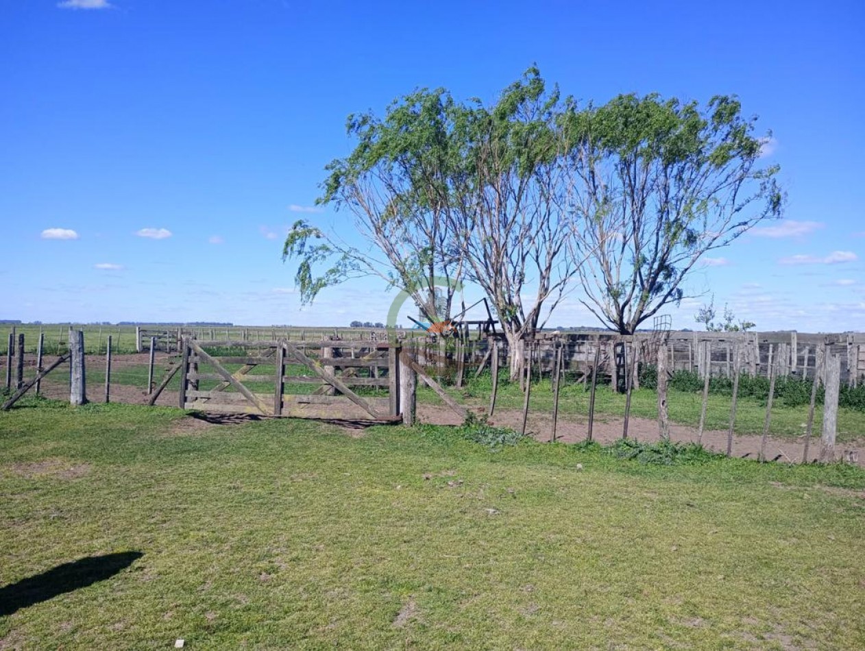 150 ha Ganaderas - 25 de Mayo