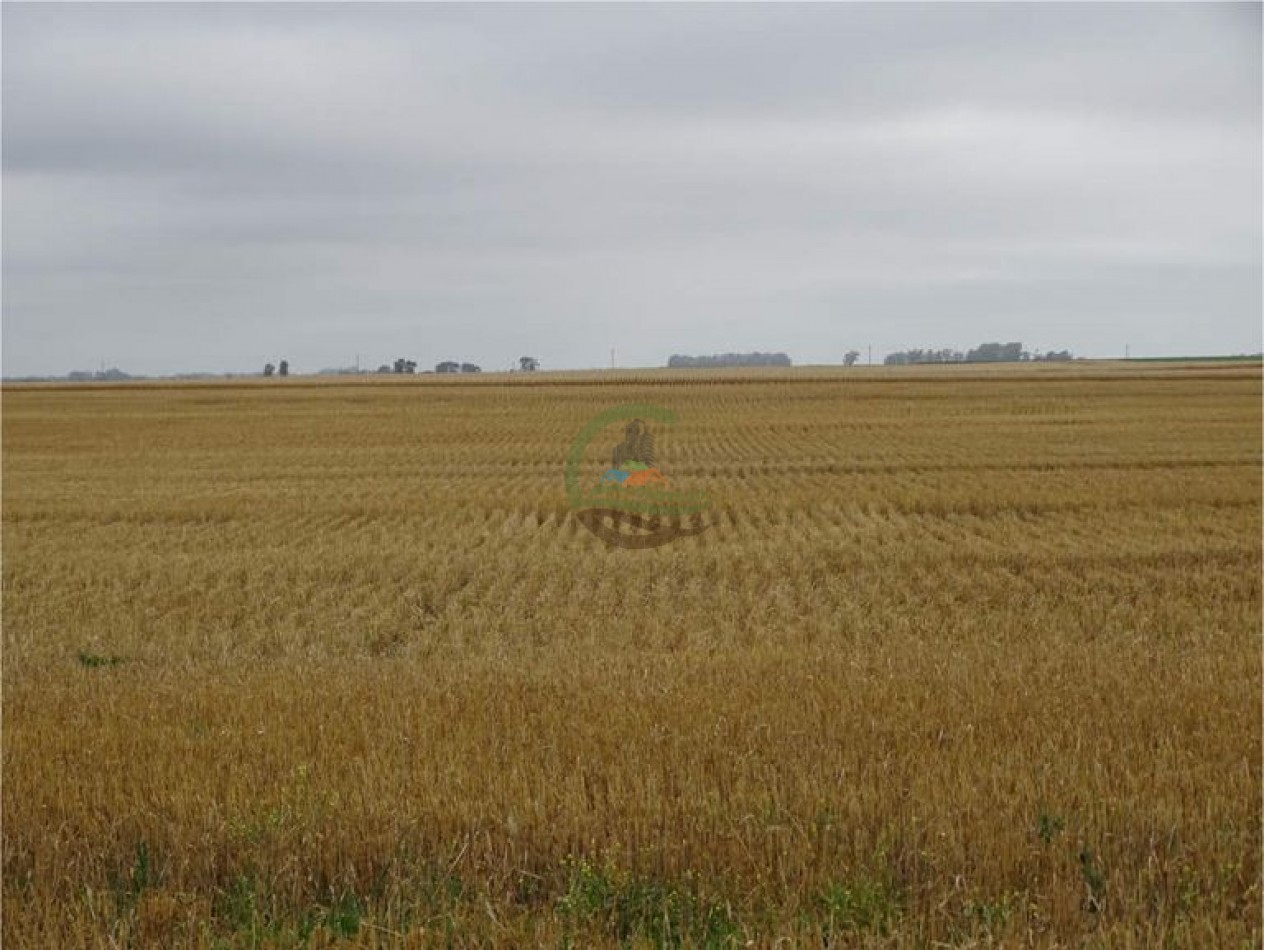1027 Ha Agricolas - La Madrid