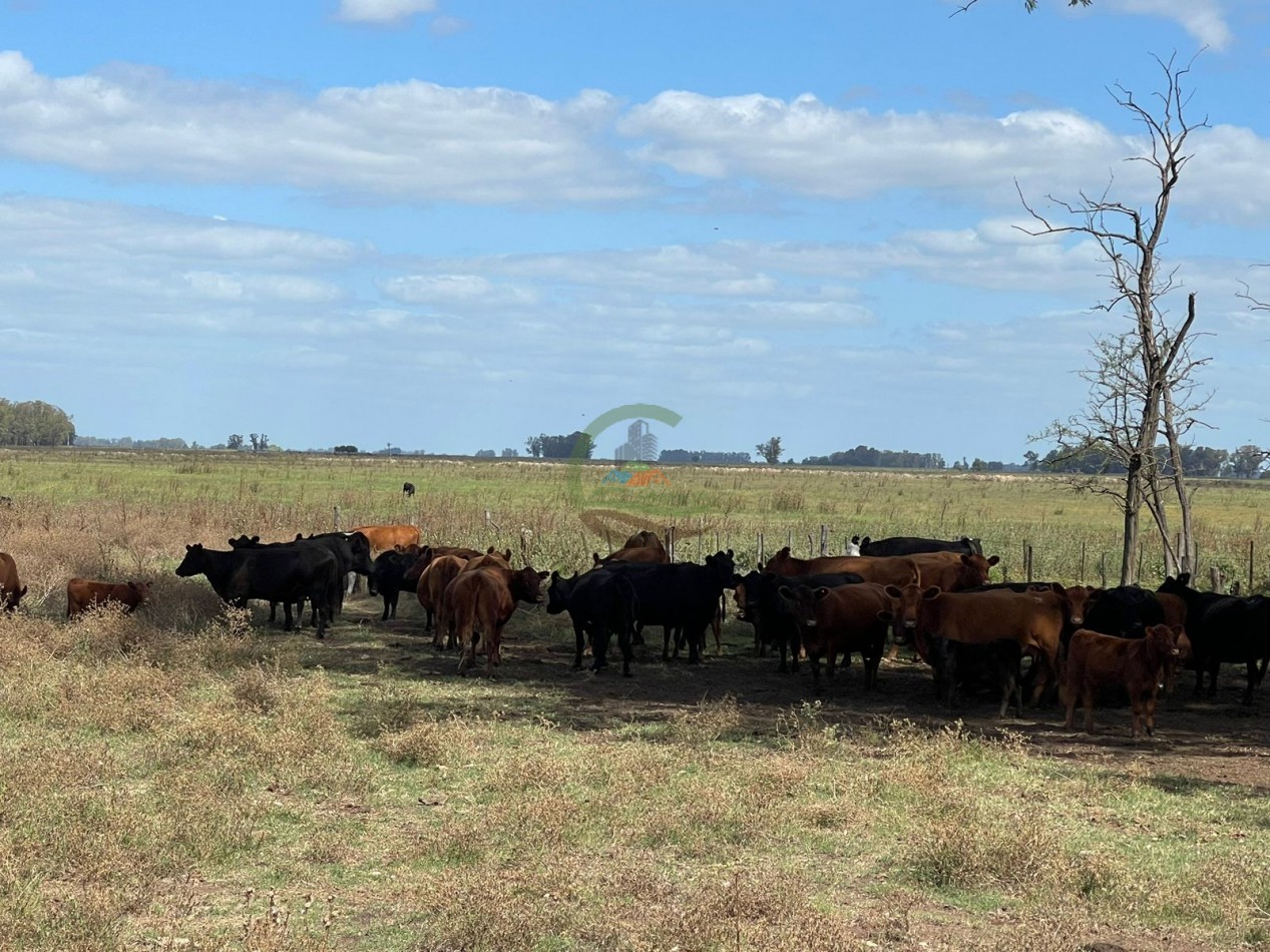 78 ha Mixtas - Saladillo