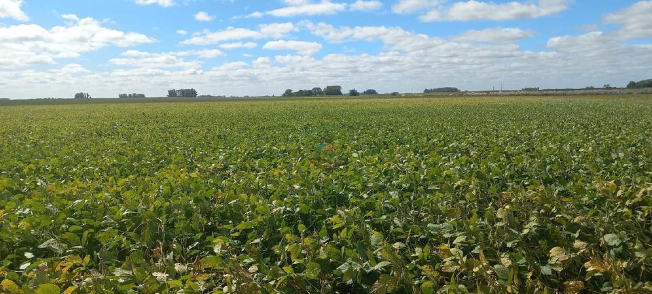 50 Ha Agricolas - Herrera Vegas