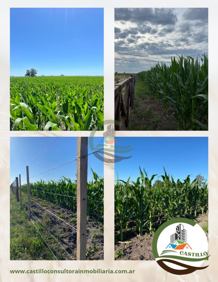 221 ha agricolas -  gualeguaychu
