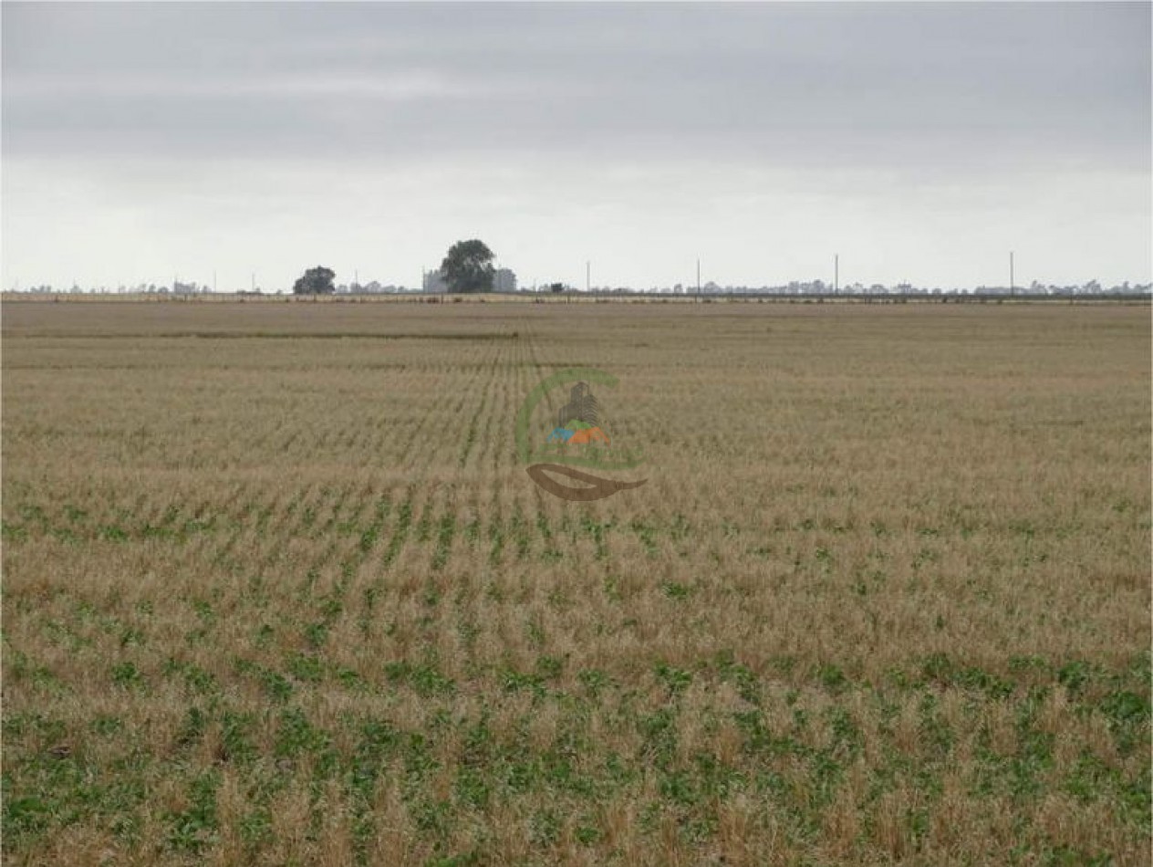 1027 Ha Agricolas - La Madrid