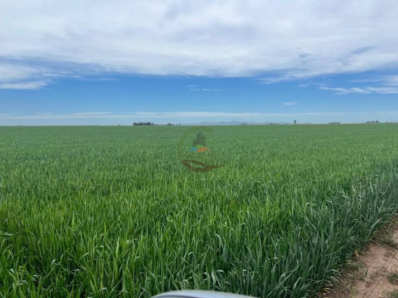 865 Ha Agricolas - Pasman - Coronel Suarez