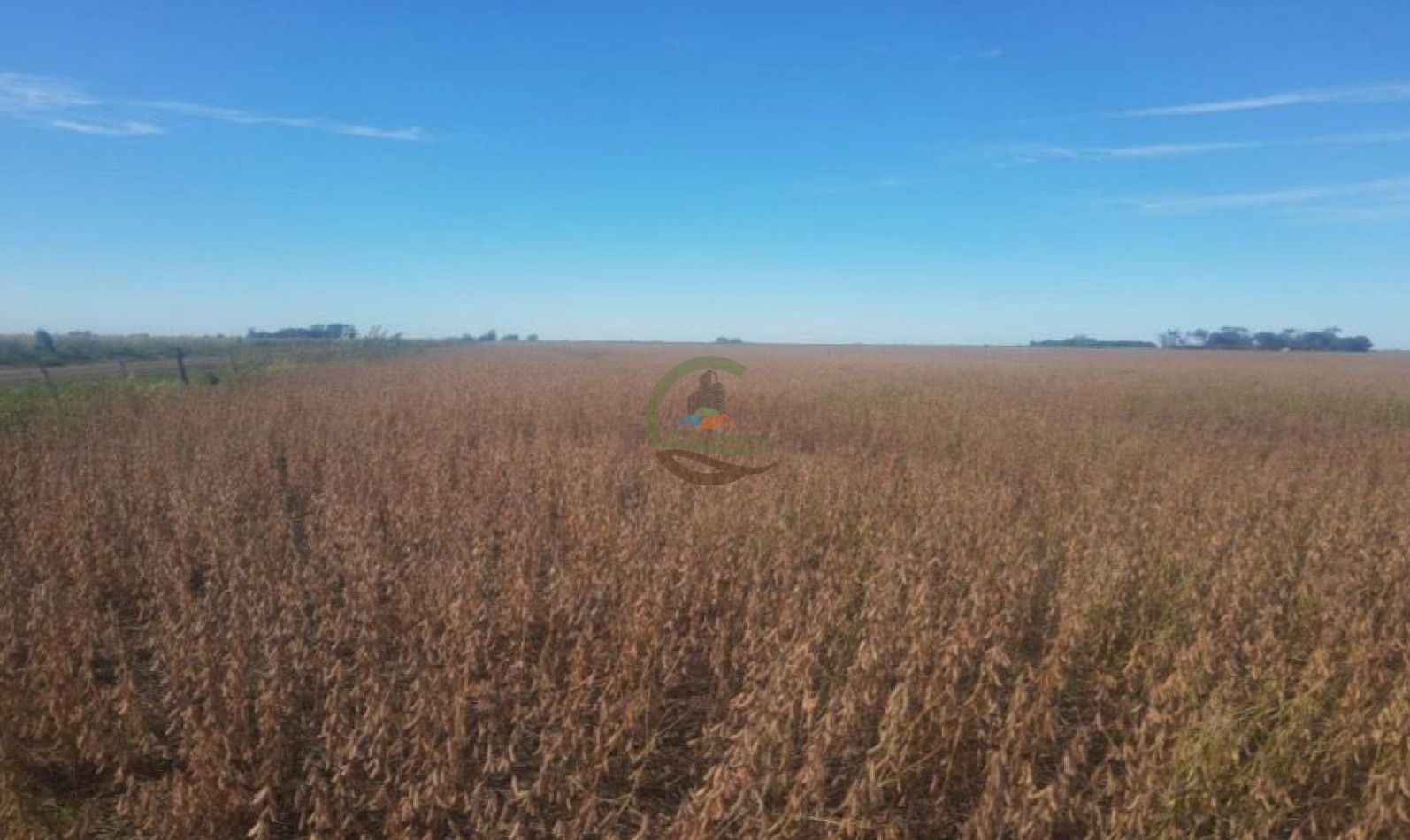 44 ha agricola - pergamino