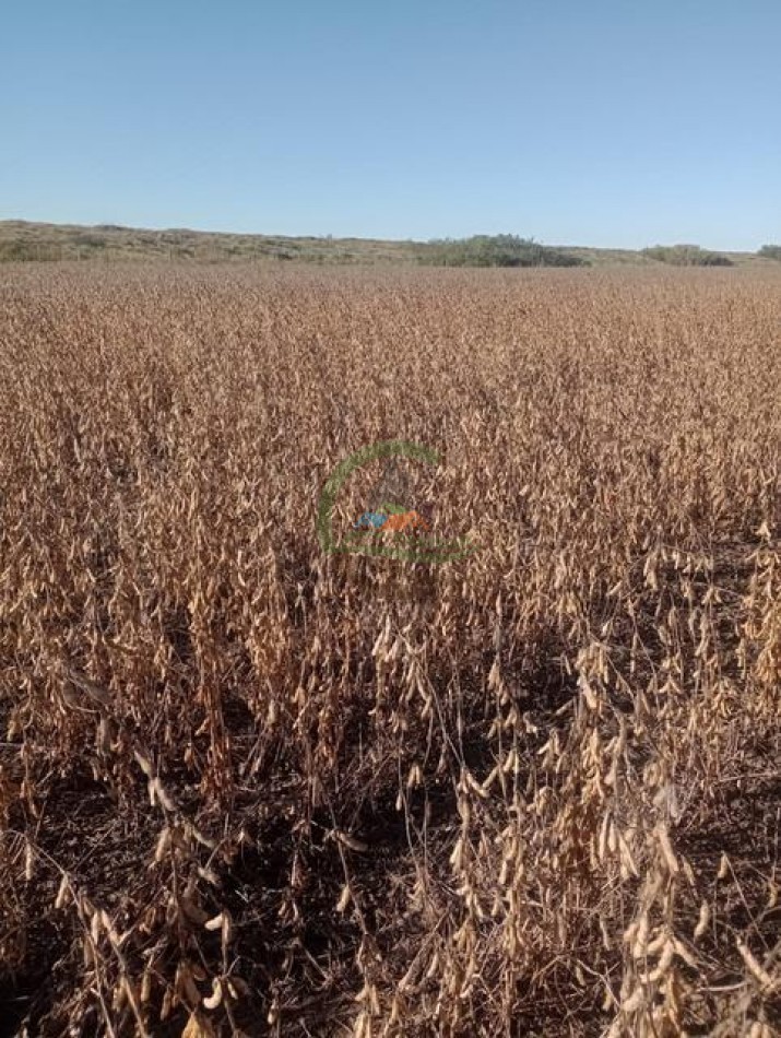 740 Ha Agricolas - Laboulaye - Cordoba