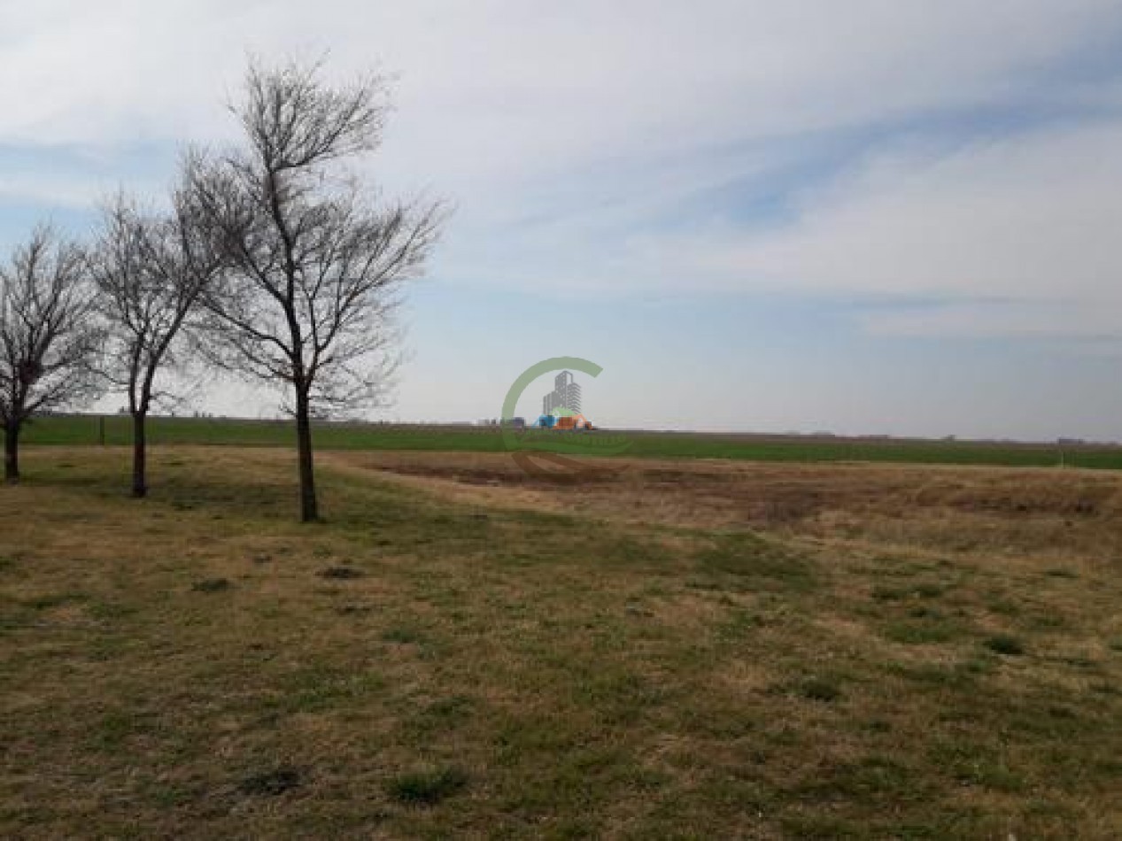 292 Ha Agricolas - Marucha - Carlos Tejedor