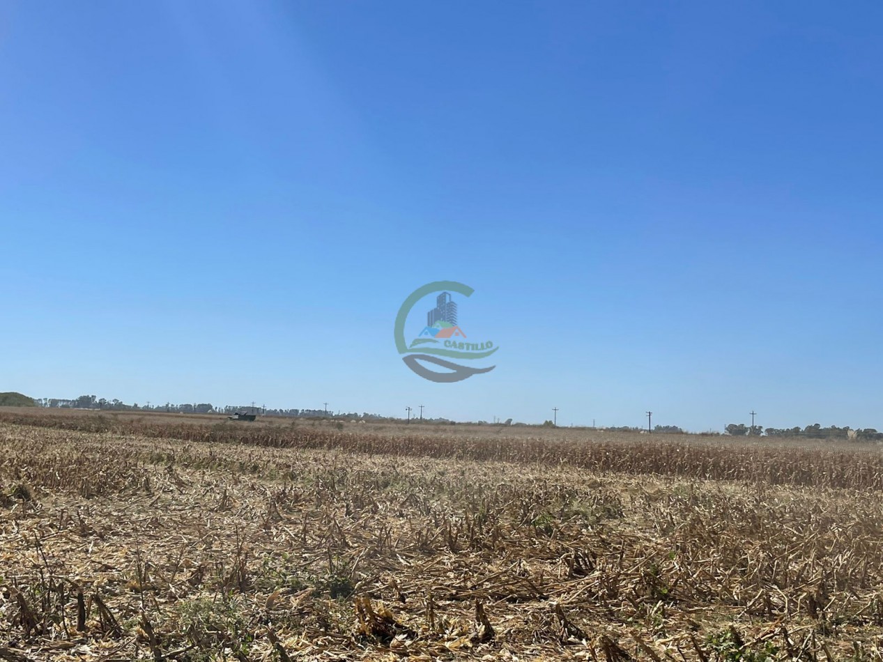 265 HA Agricolas - Saladillo
