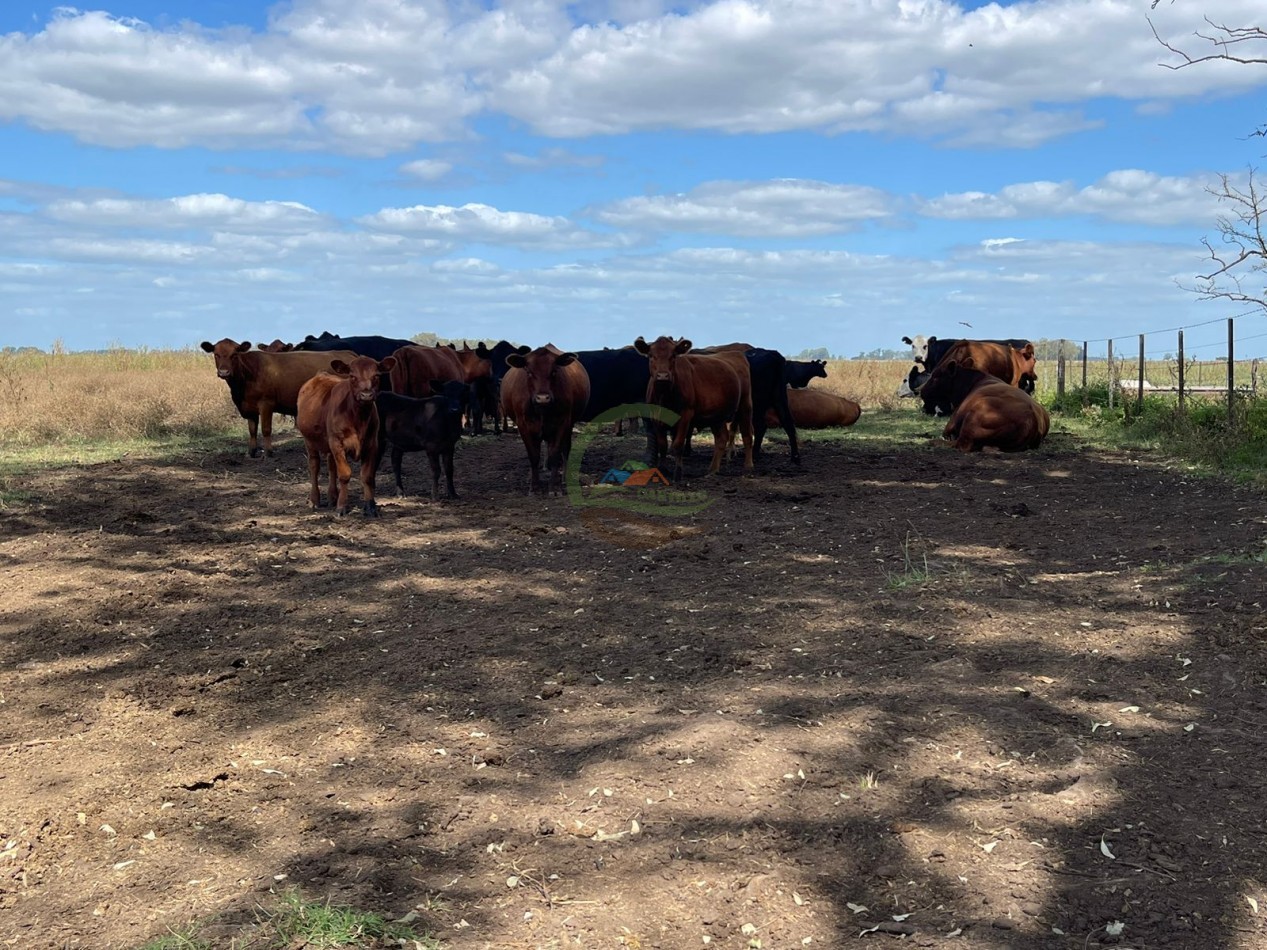 78 ha Mixtas - Saladillo