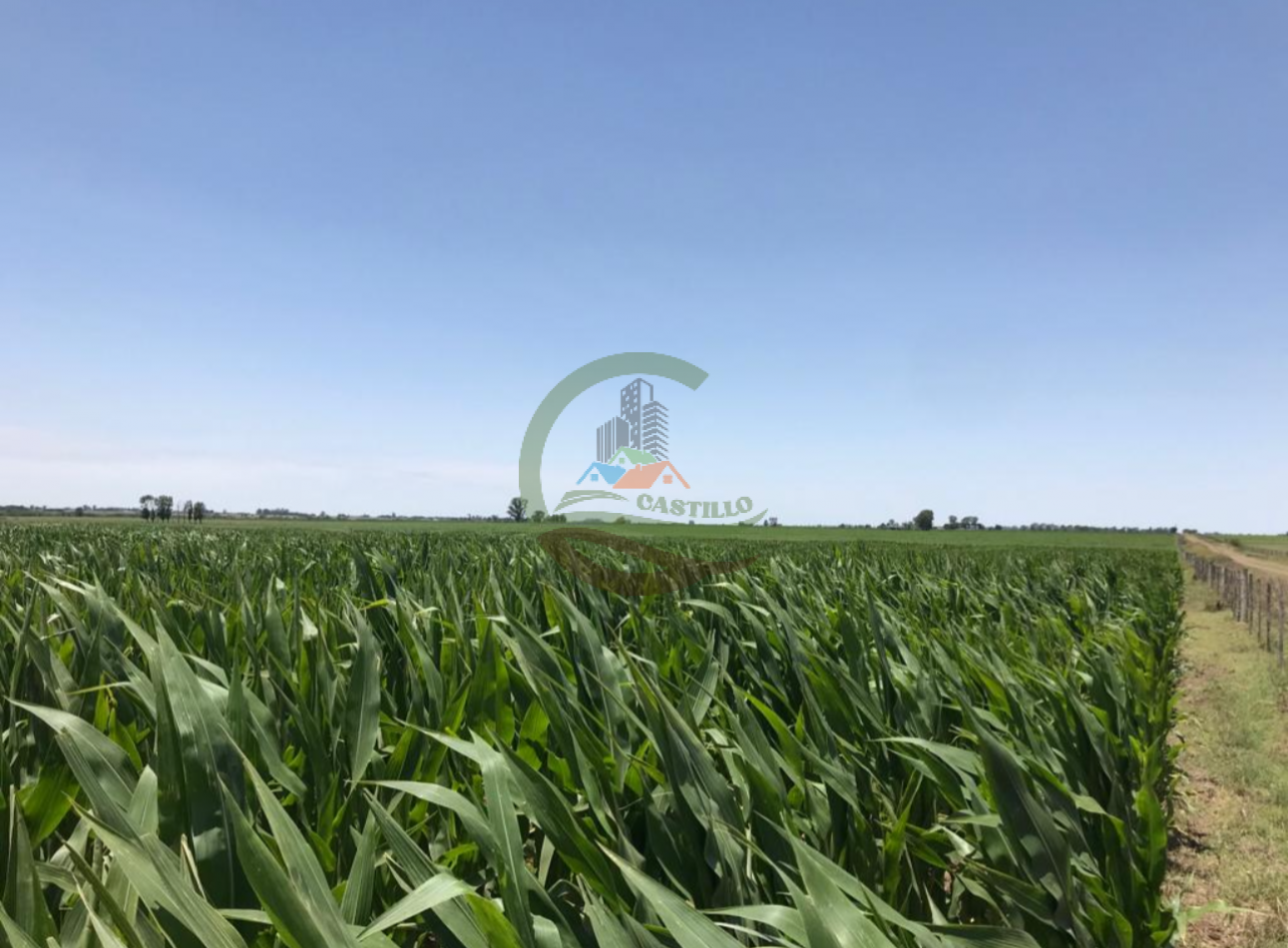 177 ha Mixtas - Pergamino 