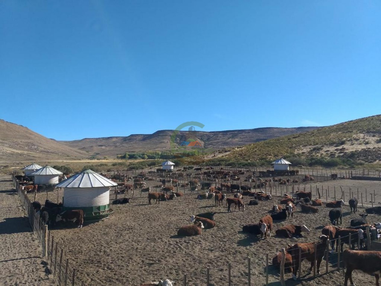 4047 Ha Ganadero - Coto de Caza - La Rinconada - Neuquen