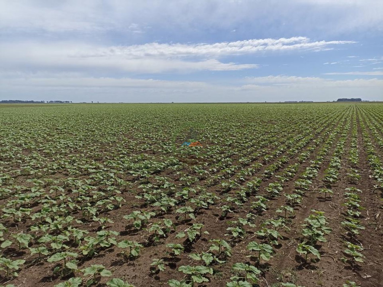 461 Ha Mixto - Recalde
