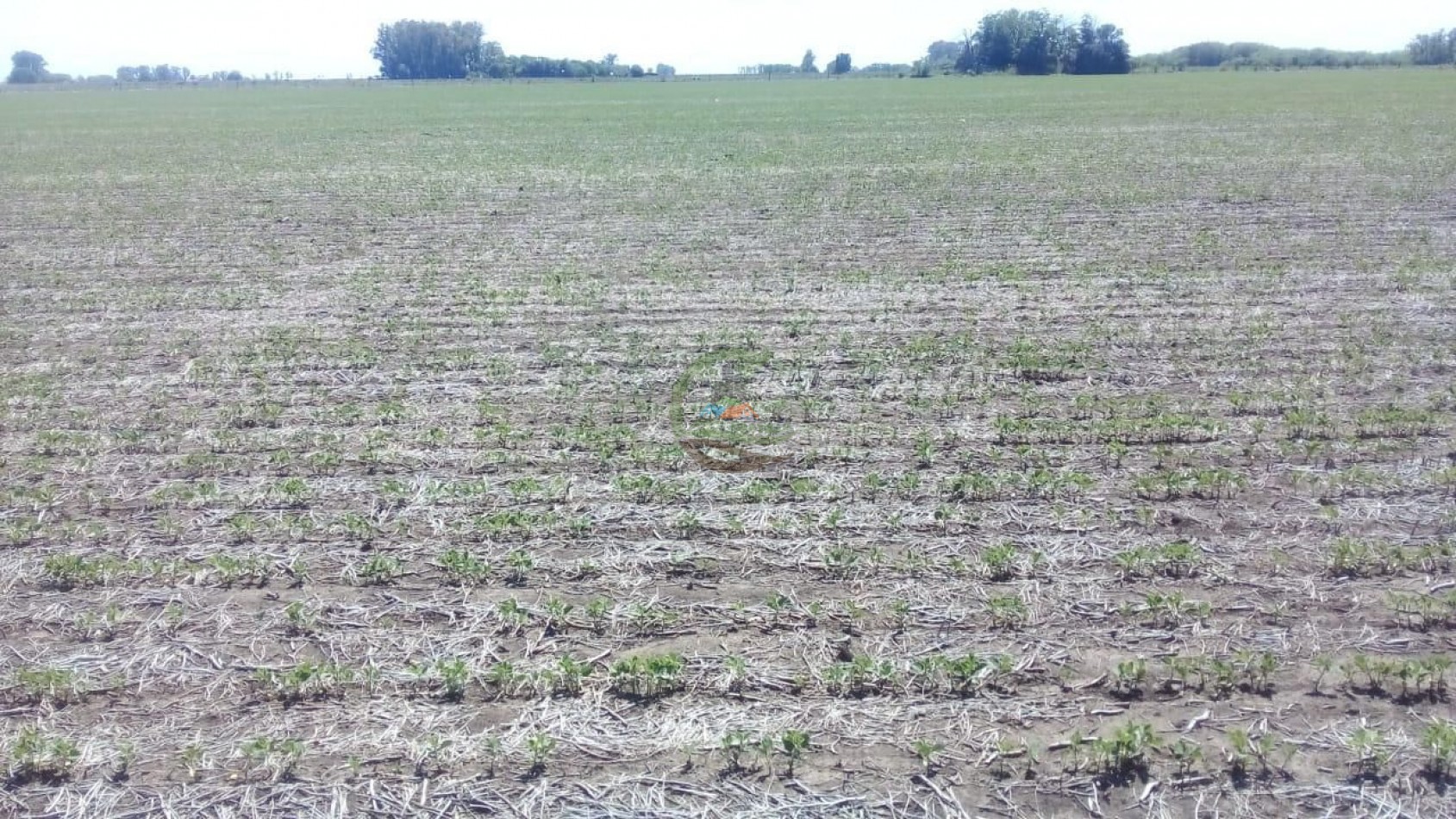 56 ha Agricola - Suipacha
