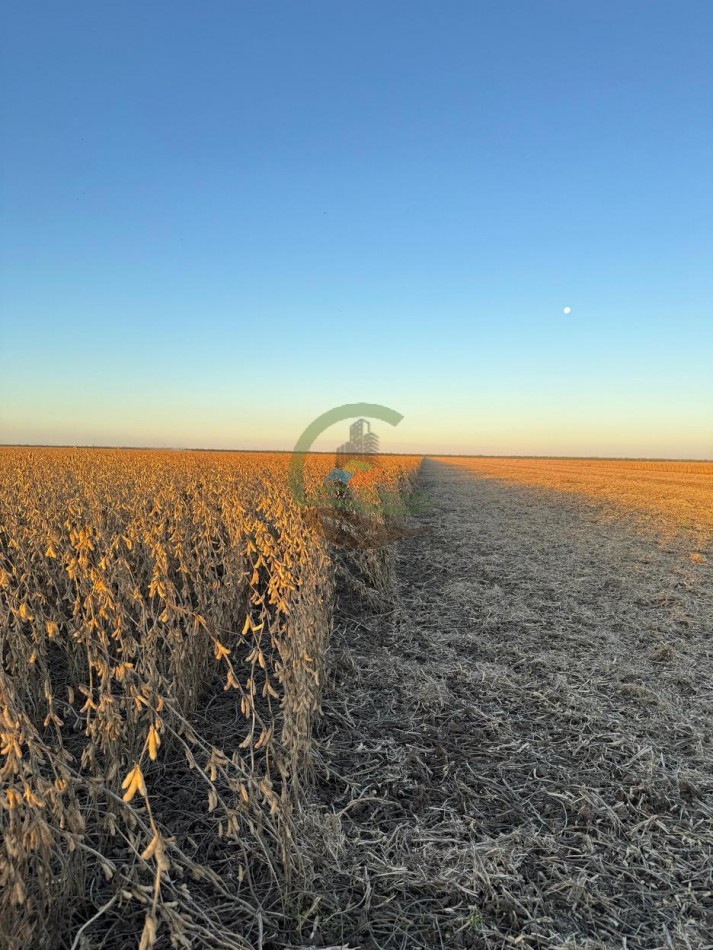3750 Ha Agricolas - Tobas - Santiago del Estero