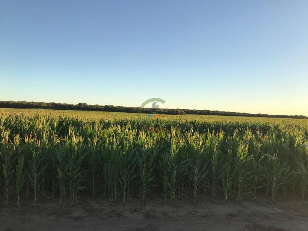 3330 ha Mixto - La Maruja - La Pampa