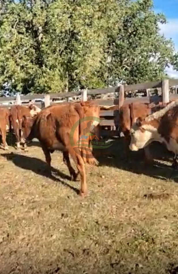 1100 Ha Ganaderas - Tacuarembo - Uruguay 