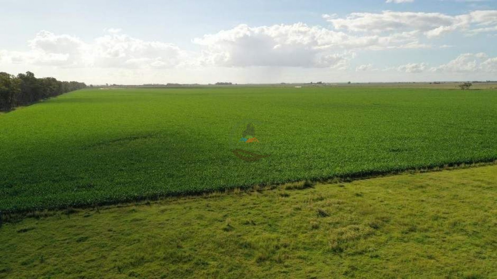 1138 ha agricolas - gral villegas