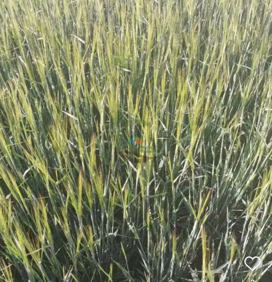 125 ha Agricolas - San Cayetano