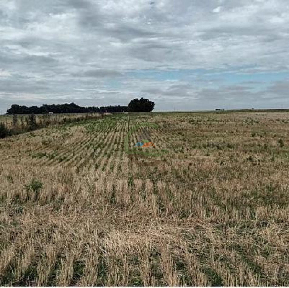 283 Ha Mixto - Necochea