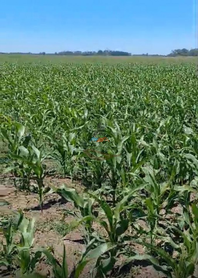 170 Ha Agricolas - Saladillo - Reynoso