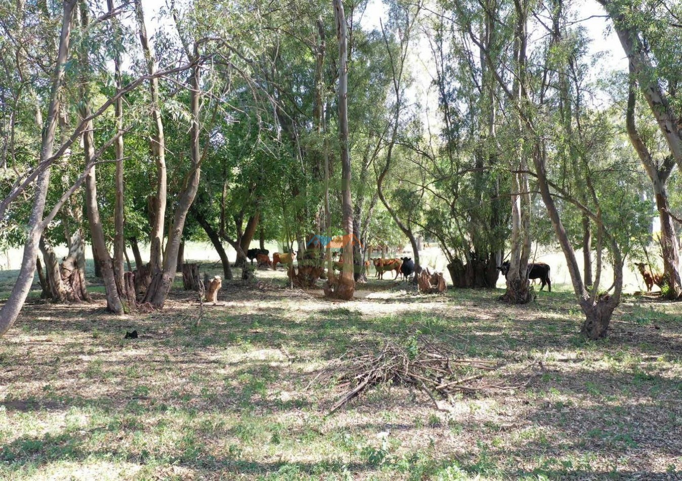 433 ha mixto - Bolivar 