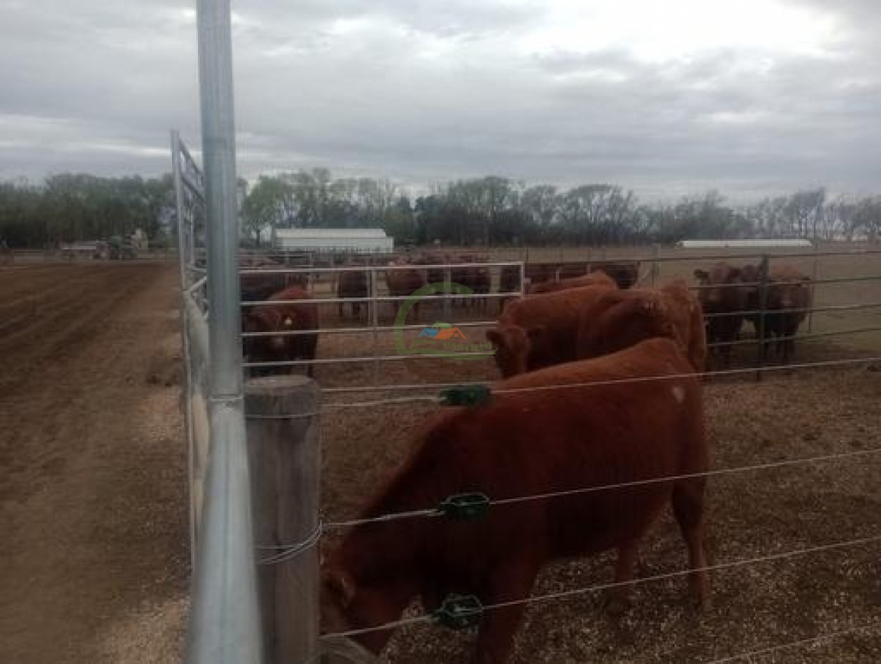 1900 Ha Mixto - Laboulaye - Cordoba