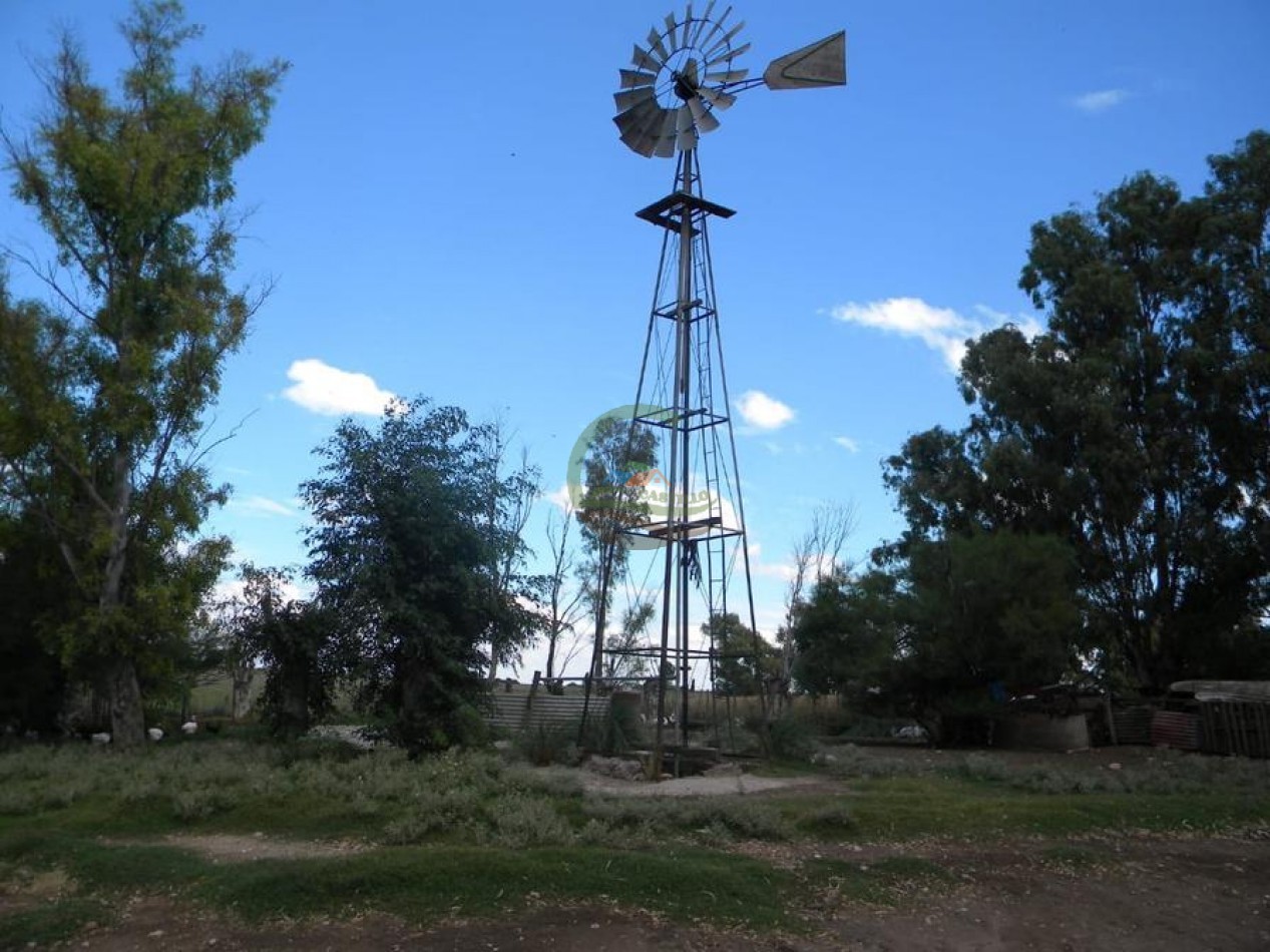 81 Ha Ganadero - Tambo - Guamini