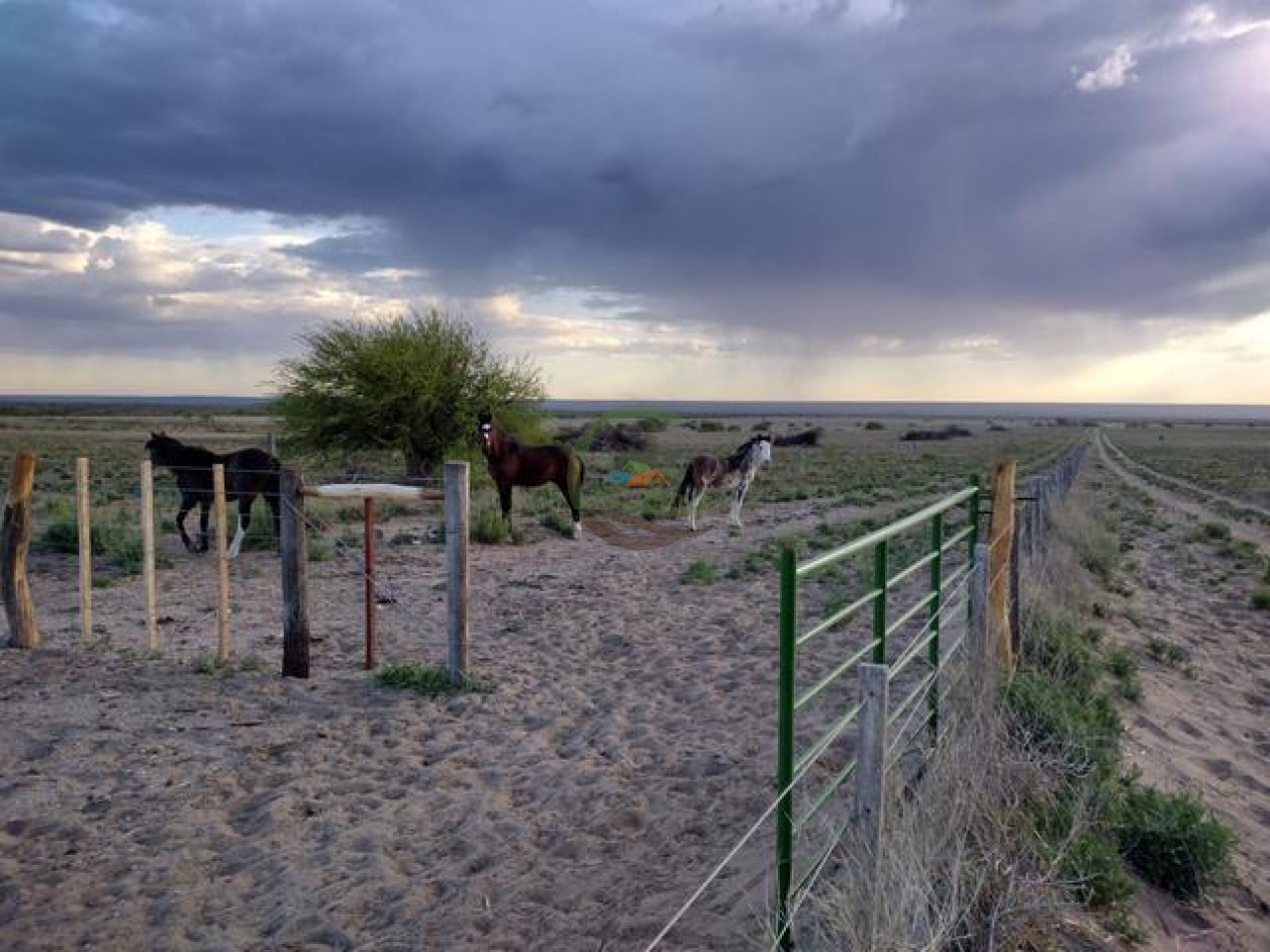 850 Ha Mixto - Puan