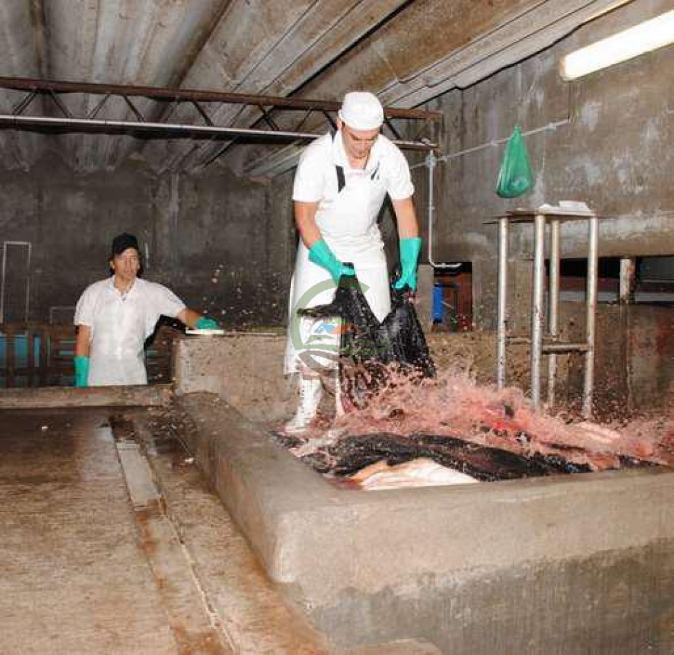 Frigorifico - con feedlot- Exportadora - La Adela - La Pampa