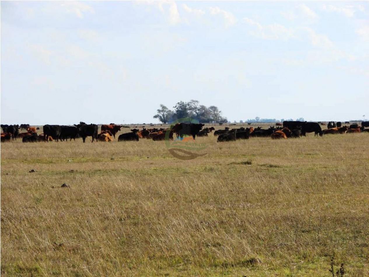 1320 Ha Ganadero - Dolores