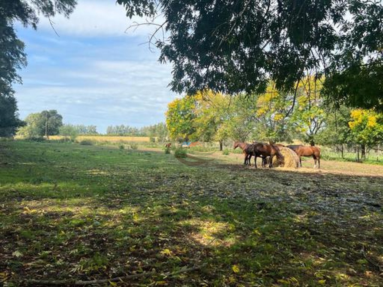 37,5 Ha Agricolas - Zarate