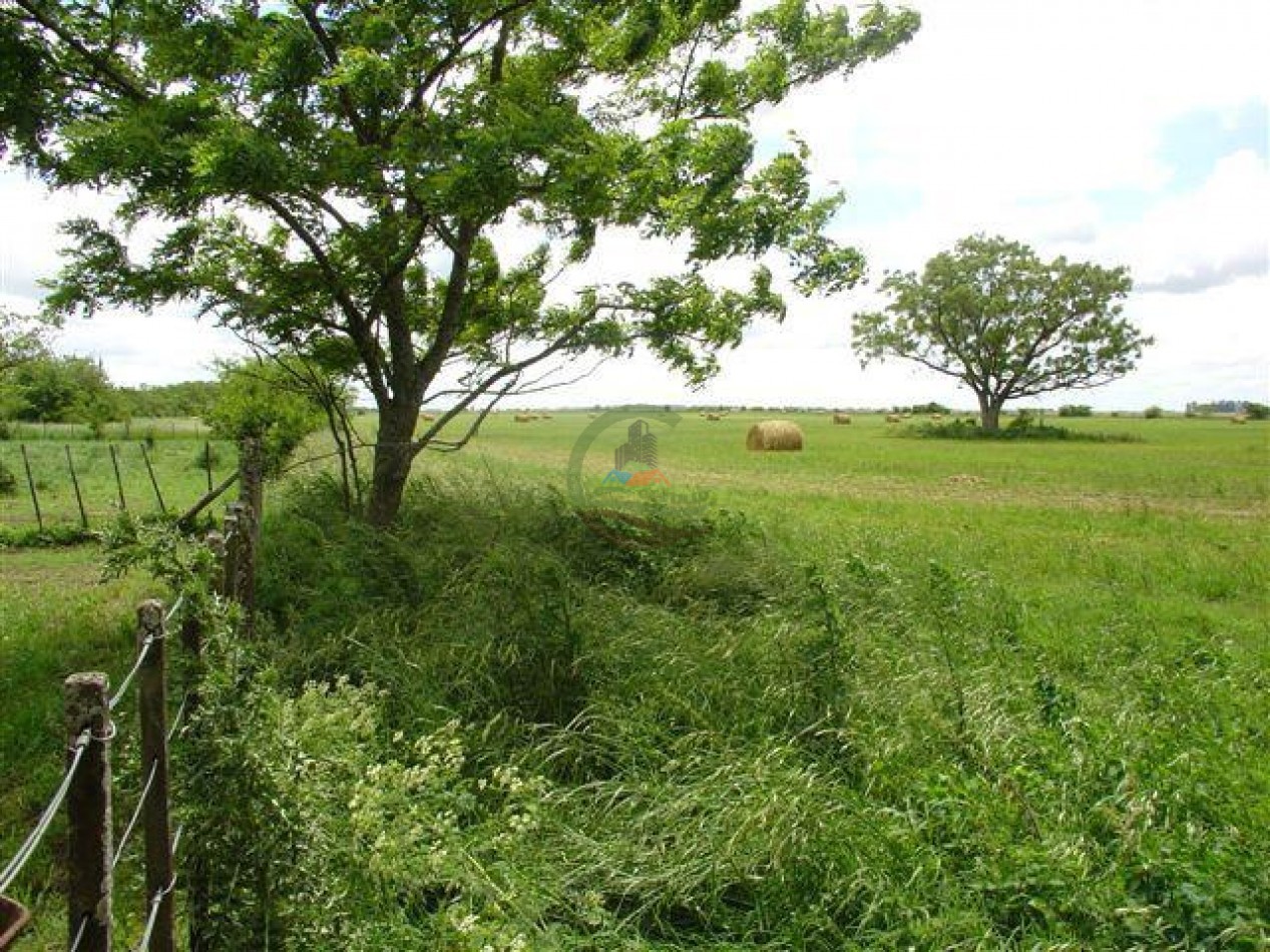899 Ha Mixtas - Chascomus