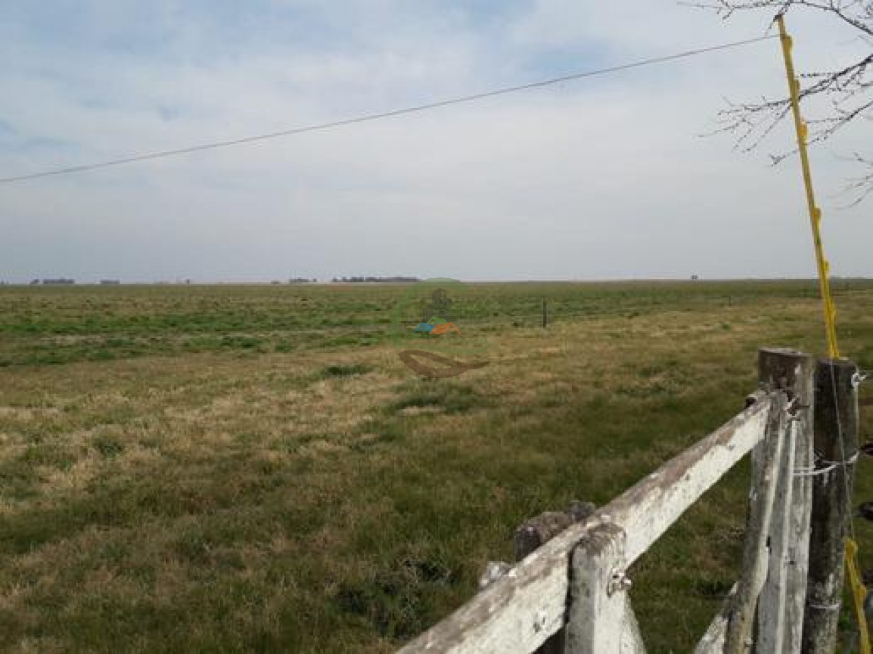 292 Ha Agricolas - Marucha - Carlos Tejedor